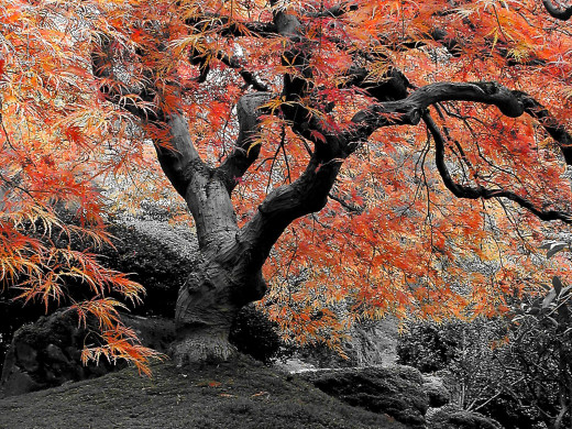 31895 (a): :1600x1200